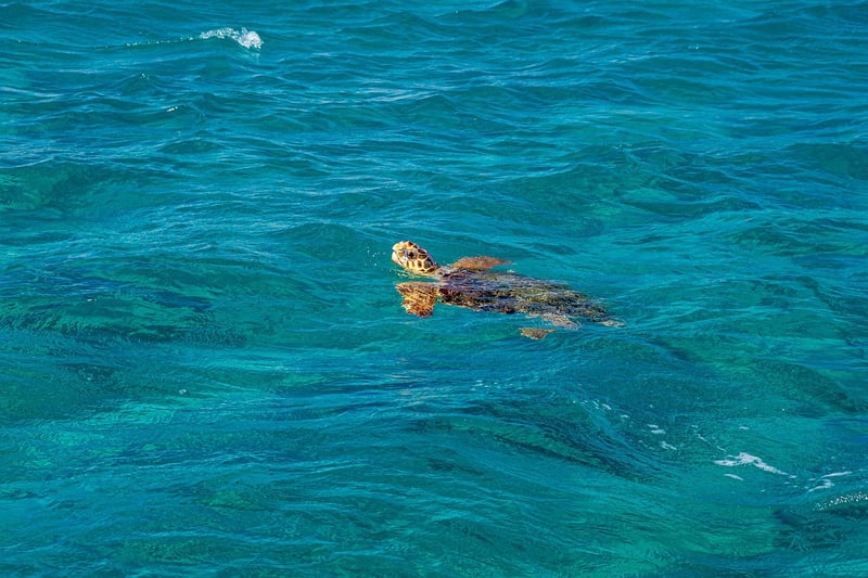Snorkeling Paradises
